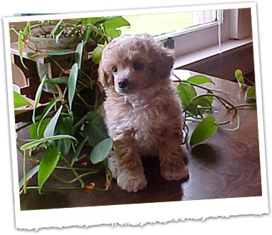 Bayou Country Kennels - Toy Poodles